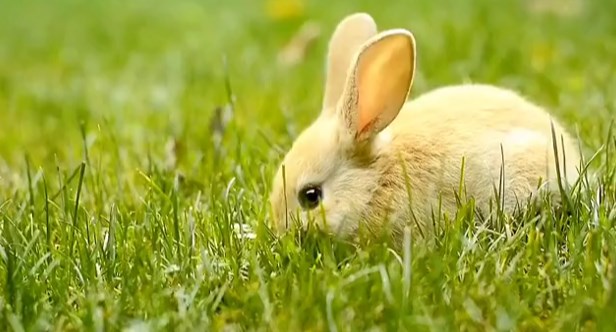 属兔人在哪些月份出生命运最艰难？农历十一月出生的属兔人的命运特点是什么？（图文+视频）