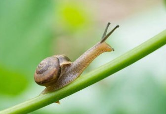 梦见蜗牛爬行有什么预兆？不同的人群梦见蜗牛有何不同寓意？（图