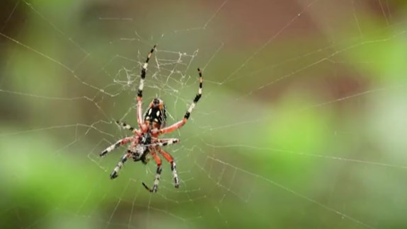 梦见被困在蜘蛛网中为什么预示着困难？梦见蜘蛛和蜘蛛网有何象征