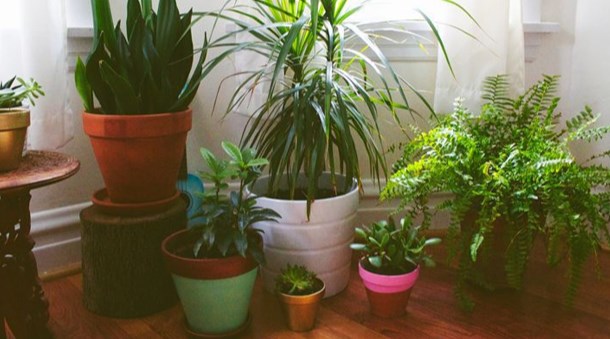 为何要在家中摆放植物，哪些植物适合在家中摆放