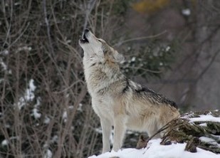 梦见狼有何不同的预兆？梦见狼狈在一起意味着什么？（图文+视频