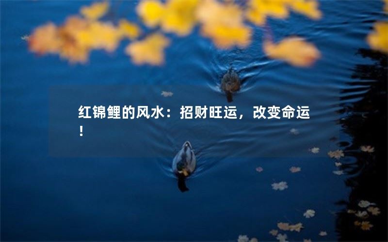红锦鲤的风水：招财旺运，改变命运！