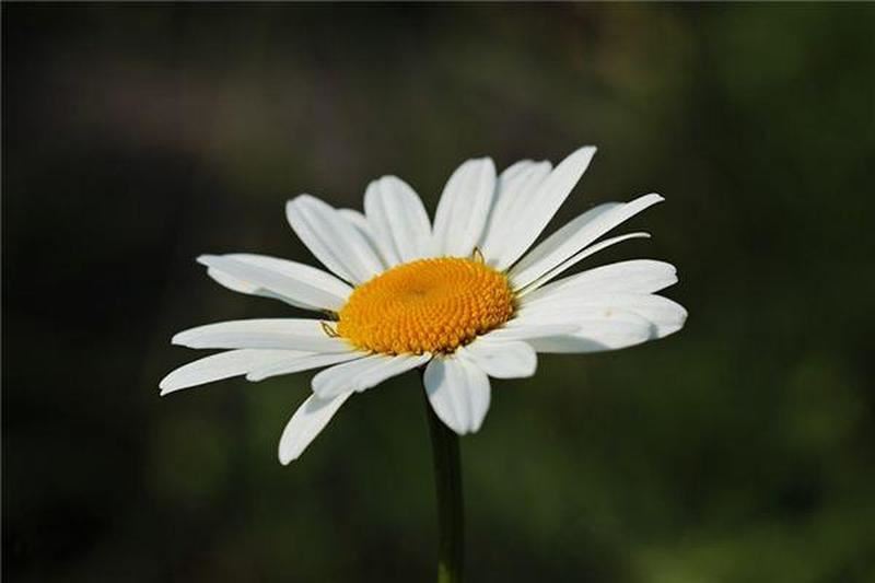 浅谈算命中的白花:解读白花的意义和影响