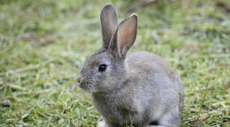 算命看山上的兔子是什么预兆？