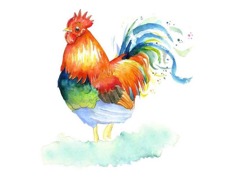 风水鸡五行之色相关性探究：如何找到最适合你的风水鸡？