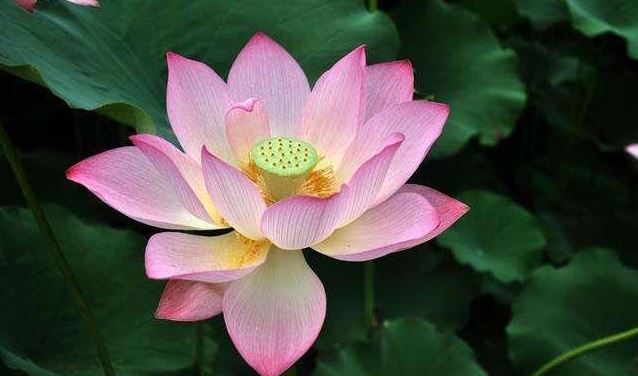 女人一般出生在什么月份运势会很好呢,算命大师 女人一般出生在什么月份运势会很好呢,算命大师