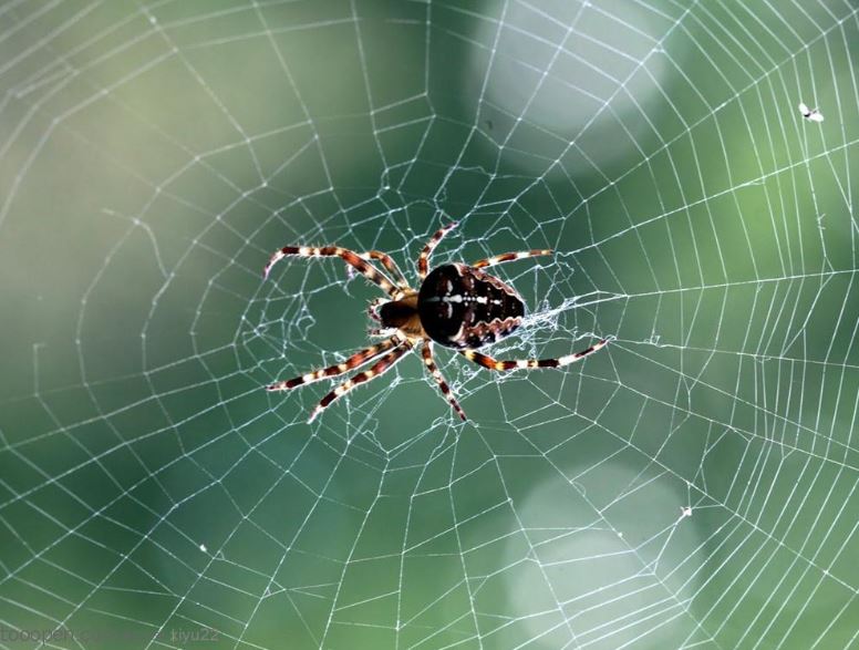 自然现象中家里有蜘蛛网寓意什么样的风水,风水大师