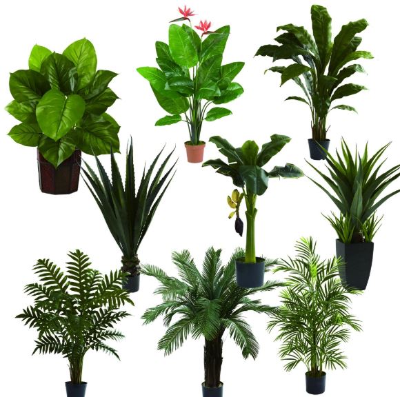 客厅的植物摆放是很讲究的 客厅的植物摆放是很讲究的