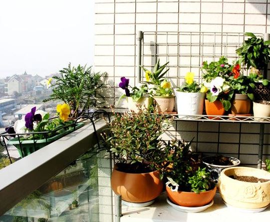 阳台是人们养护植物最常见的地方 阳台是人们养护植物最常见的地方