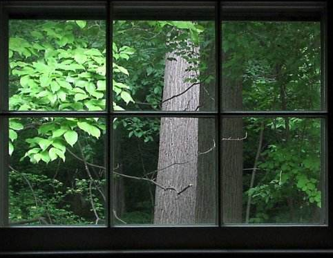 住房窗前不宜栽树