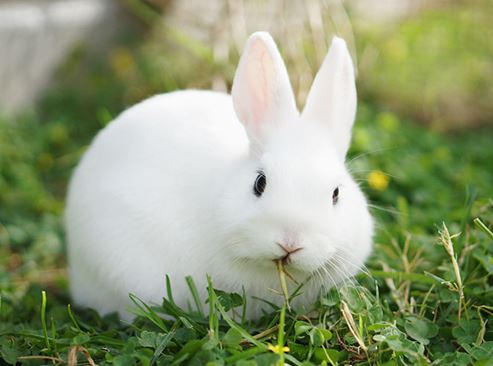 出生在4月份的属兔人