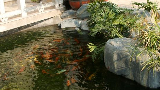 一般鱼池比较合适设计在院子的西方