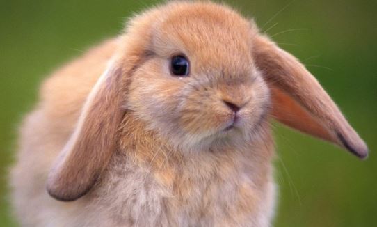 属兔的人出生在农历几号运势会相对比较好呢