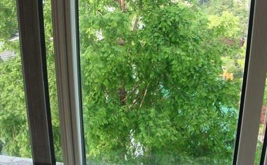 房间窗户外面有高树,也会引发连续做噩梦