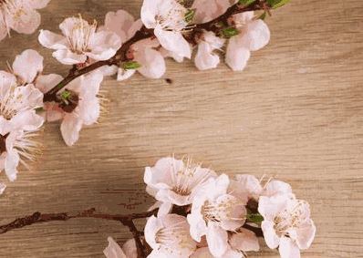 桃花劫 桃花劫