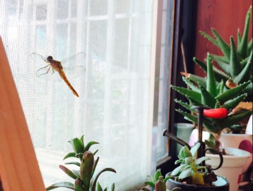 蜻蜓飞进家