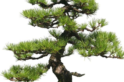 松树被誉为百木之长,是一种吉祥的树种