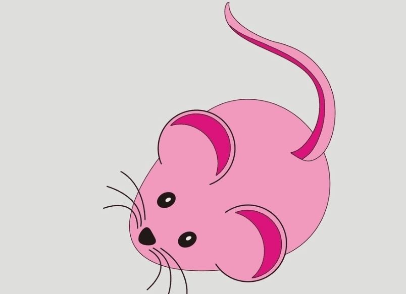 鼠