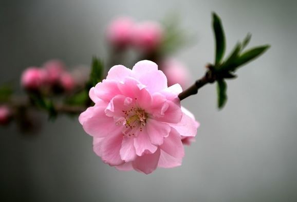 八字中的什么桃花是要不得的 八字中的什么桃花是要不得的