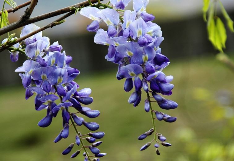 出生月份,招烂桃花 出生月份,招烂桃花
