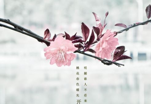 不适合结婚生肖,2020结婚 不适合结婚生肖,2020结婚
