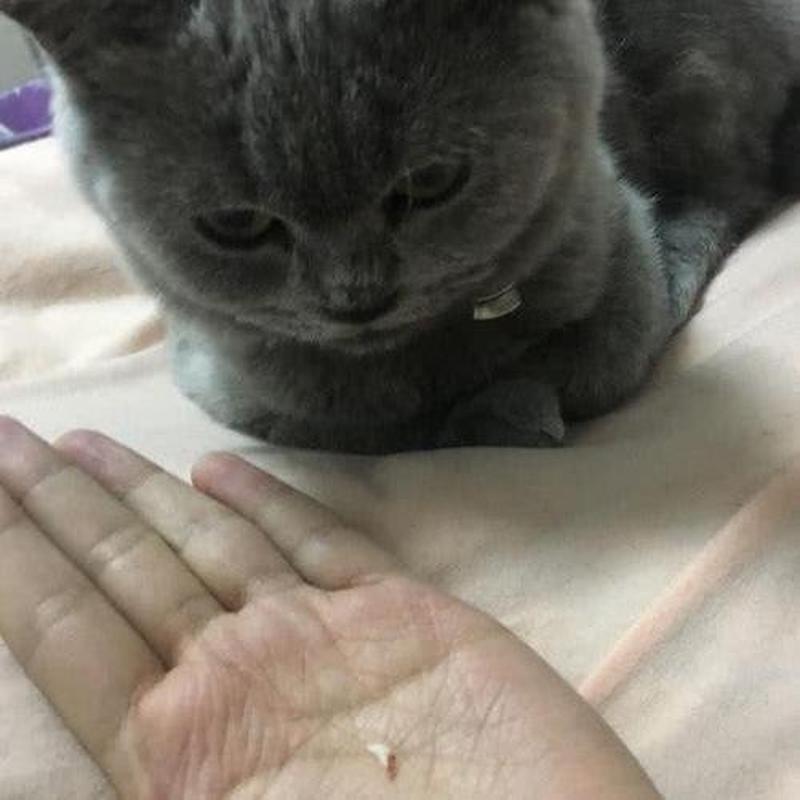 猫咬我手背