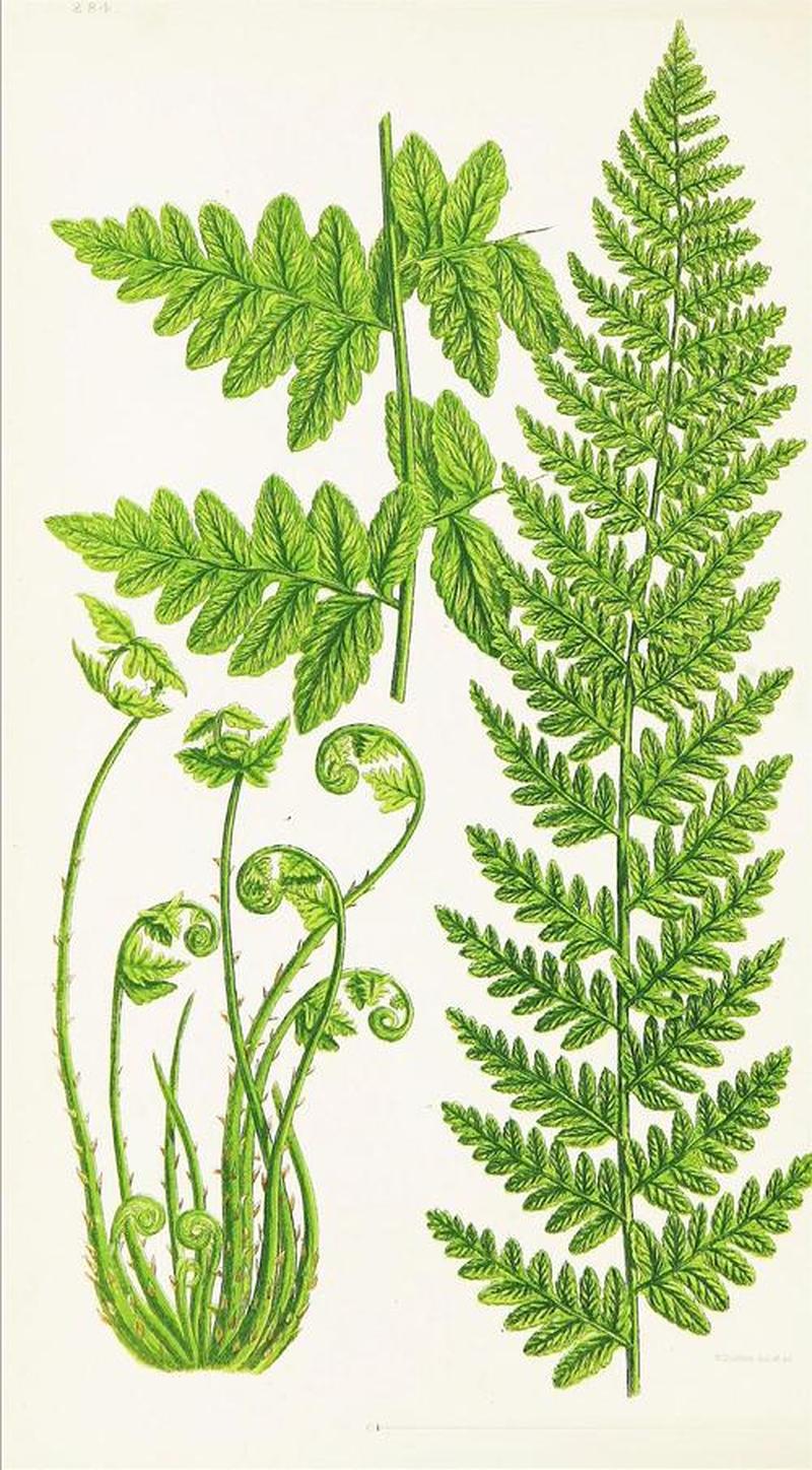 蕨类植物