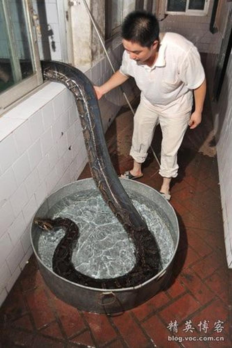 给蛇洗澡