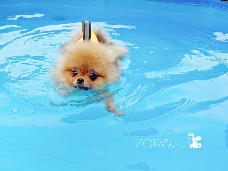 狗在游泳