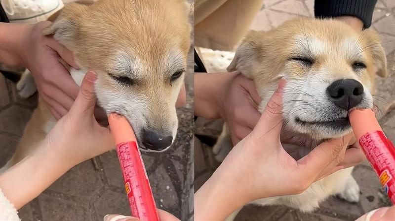 喂狗 喂狗
