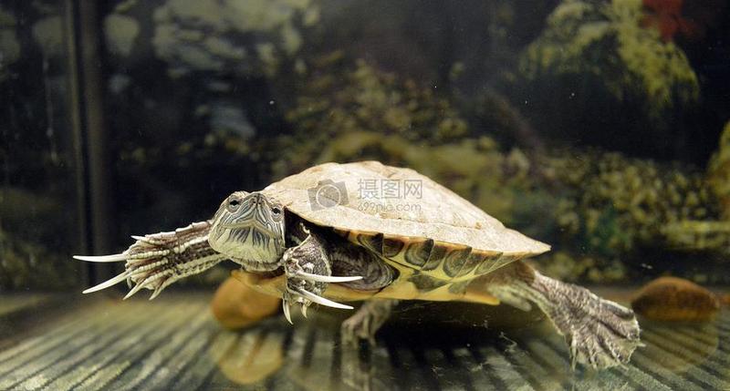 乌龟在水里游