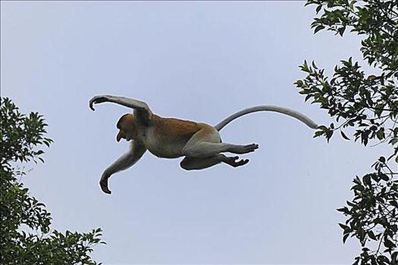 猴子走动或跳跃