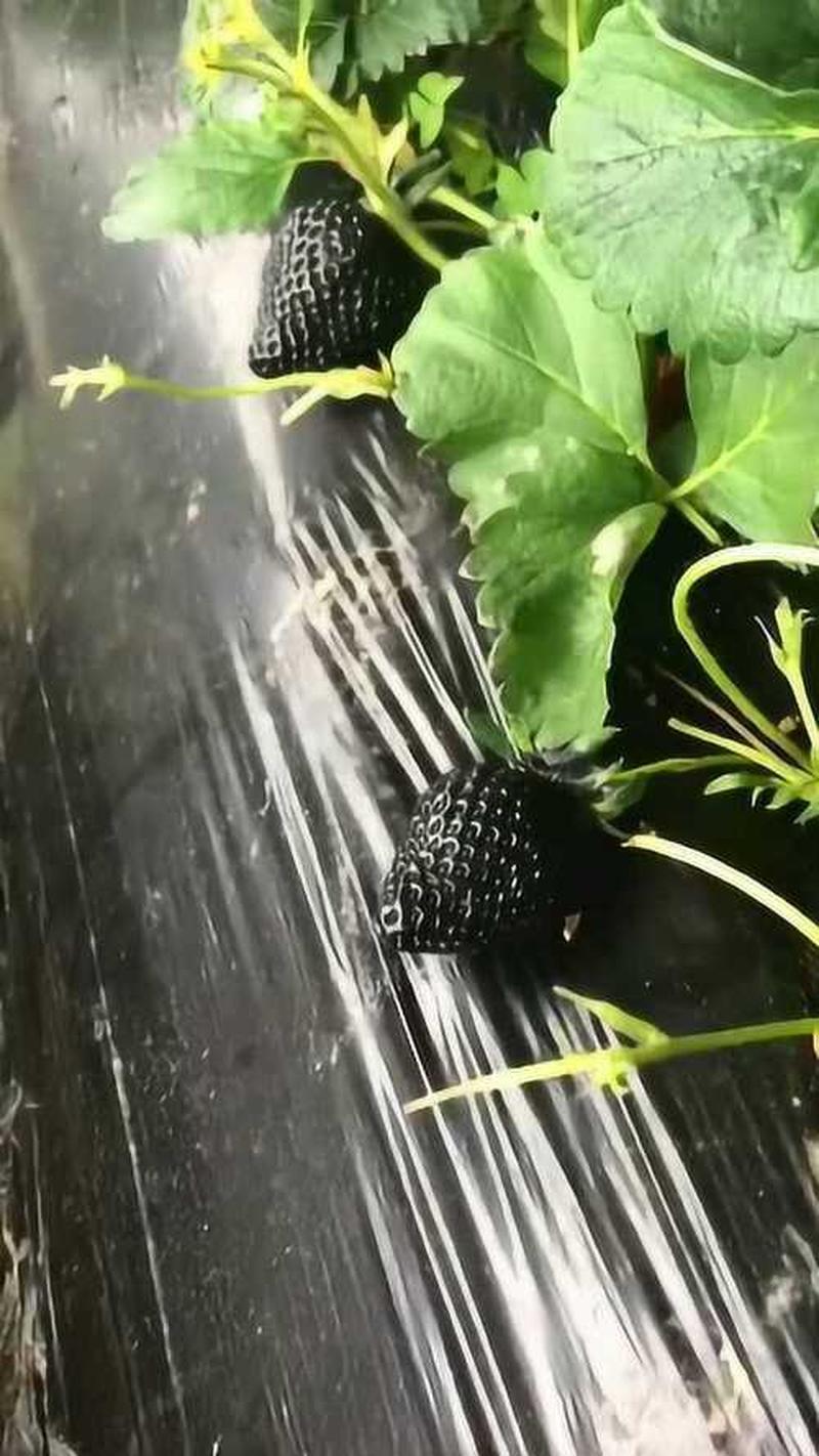 黑草莓