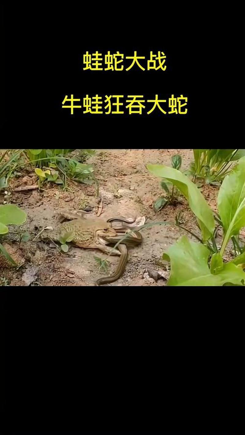蛇吃青蛙