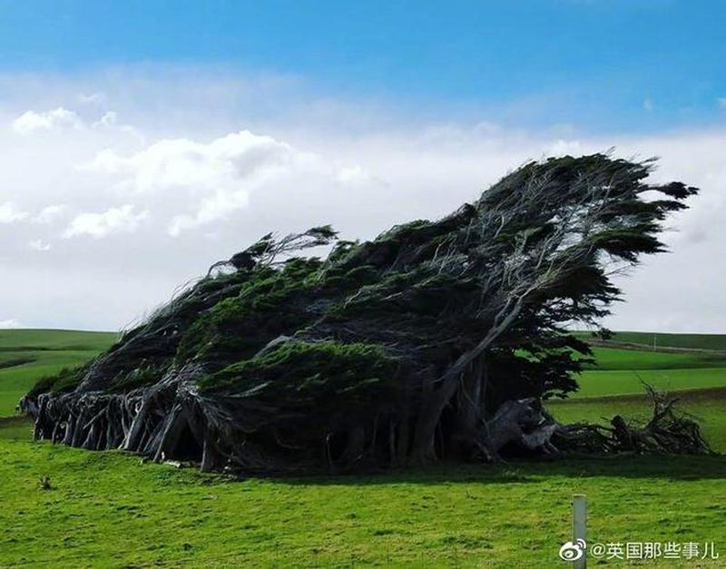 大风吹大树