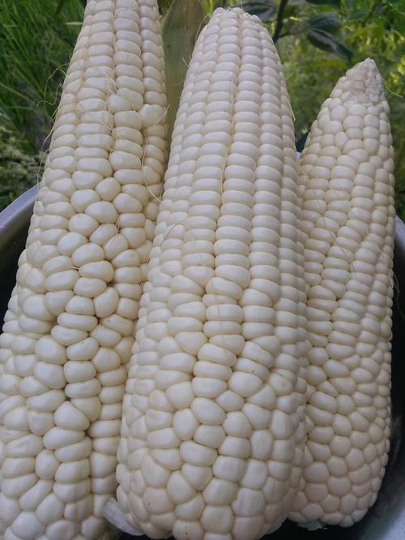 玉米 包谷