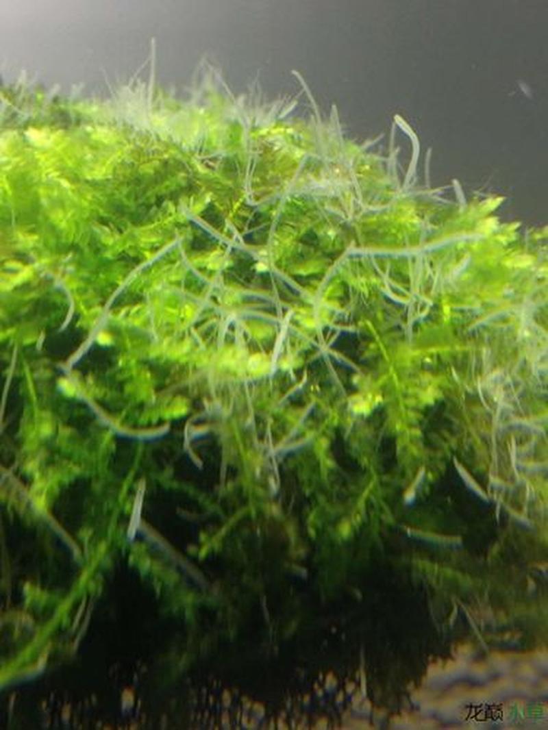 水藻