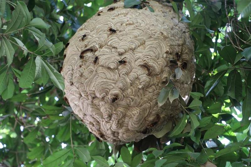 蜂窝 蜂巢
